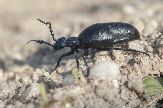 2009, blue mayworm, Brandenburg, Germany, mayworm, meloe cf violaceus, meloe violaceus, meloid beetle, national natural heritage, natural paradise Gr&uuml;nhaus, violet oil beetle, beetle, post-mining landscape, Coleoptera, green house, insects, beetles