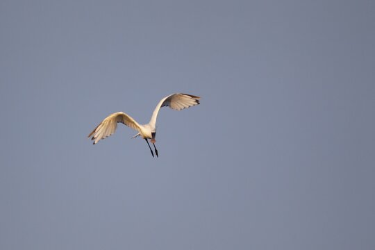 Eurasian spoonbill (Platalea leucorodia) adult bird in flight, RSPB Minsmere nature reserve, Suffolk, England, United KIngdom