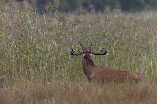 The red deer (Cervus elaphus) answers an opponent with a loud roar, rutting season, marshland, Germany