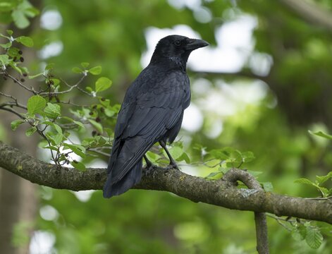 Carrion crow (Corvus corone) sitting in a tree, Lower Saxony, Germany