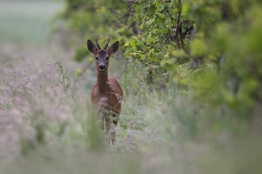 Roebuck in a vineyard, Wittlich, Rhineland-Palatinate, Germany