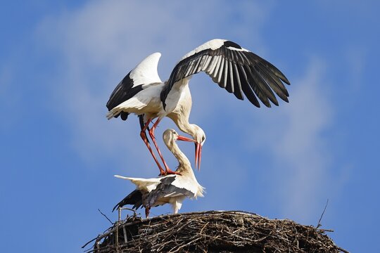 White storks (Ciconia ciconia) pair mating on the nest, Schleswig-Holstein, Germany