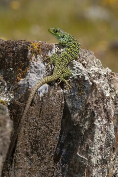 Ocellated lizard, pearl lizard, Timon lepidus, critters, lizards, extremadura, adolescent, high size, portrait format, jewelled lizard, juvenile, reptiles, lizards, reptilia, reptiles, Spain