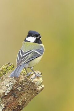 Great Tit (Parus major), male sitting on a branch overgrown with moss and lichen, Wildlife, Animals, Birds, Tits, Wilnsdorf, North Rhine-Westphalia, Germany