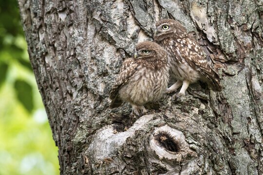 Little owl (Athene noctua), Vechta, Lower Saxony, Germany