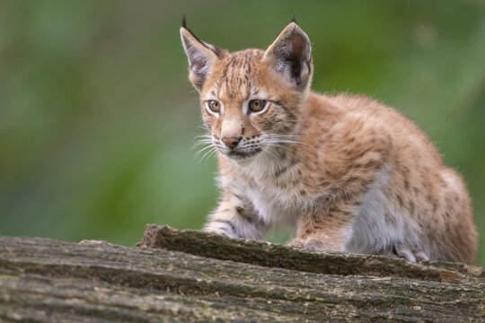 Young lynx (Lynx lynx), Haltern, North Rhine-Westphalia, Germany