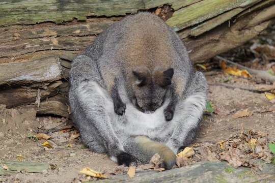 A red-necked wallaby or Bennett's wallaby (Macropus rufogriseus) sits on the forest floor leaning against a rotting tree, looking into its pouch as if searching for something