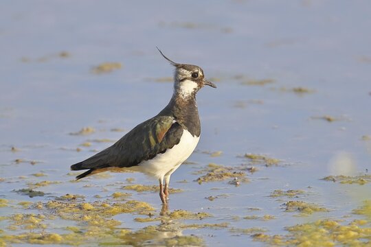 Northern Lapwing (Vanellus vanellus), in breeding plumage, foraging in the mudflats by the lake shore, wildlife, wading bird, animals, waterbirds, Lake Neusiedl National Park, Burgenland, Austria