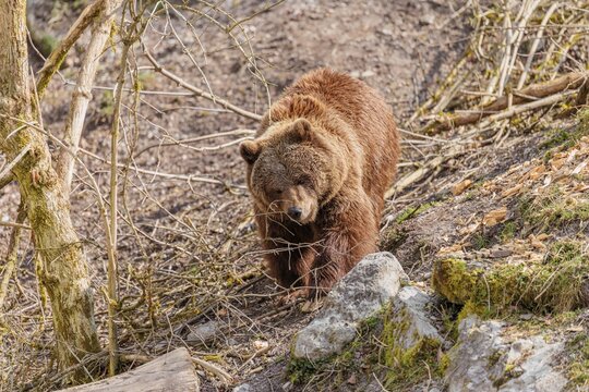 An adult female brown bear (Ursus arctos arctos) runs down a hill between rocks and rotten tree trunks