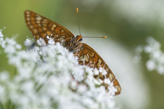 Ash moth, Euphydryas maturna, small maybird, maybird, butterfly, insects, scarce fritillary, butterfly, butterflies