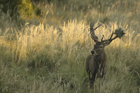 Red deer (Cervus elaphus) rutting stag with wire mesh in left antler bar secured in high grass, Allg&auml;u, Bavaria, Germany, Allg&auml;u, Bavaria, Germany