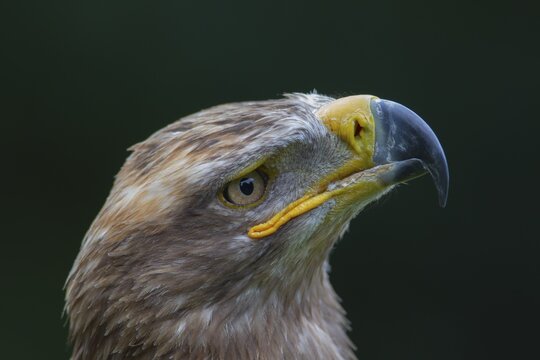 Steppe eagle (Aquila nipalensis) adult bird head portrait, England, United Kingdom, Captive