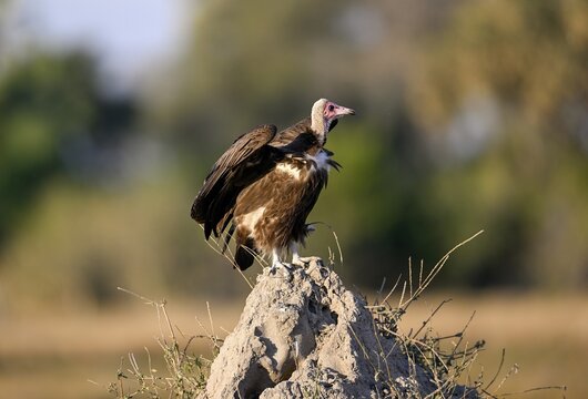 Monk Vulture (Necrosyrtes monachus) on a termite mound near Atzar&oacute; Camp, Okavango Delta, North-West District, Botswana