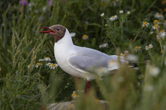 In the black-headed gull colony (Chroicocephalus ridibundus), their jubilant calls are ever-present: summer plumage, breeding plumage, gull cry, gull call, breeding colony, bird colony, seabird colony, shorebird, coastal bird, Eidersperrwerk, July, Germany
