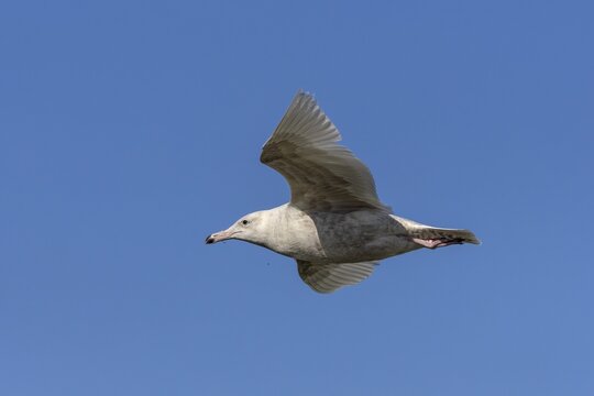 A rare vagrant on the Danish North Sea coast, a glaucous gull (Larus hyperboreus) in its second-winter plumage, vagrant, rarity, juvenile plumage, May, Denmark