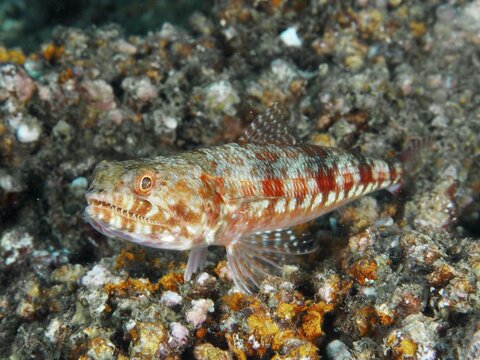A well-camouflaged marbled lizardfish (Synodus rubromarmoratus) resting on a coral reef, Pidada dive site, Penyapangan, Bali, Indonesia