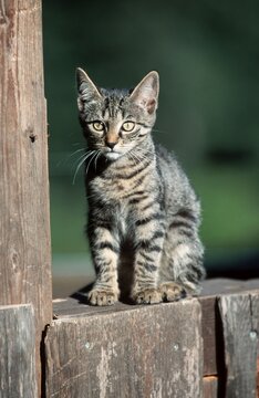 House cat, tabby