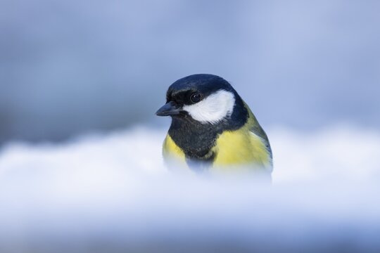 Great tit (Parus major) adult garden bird in snow in winter, England, United Kingdom