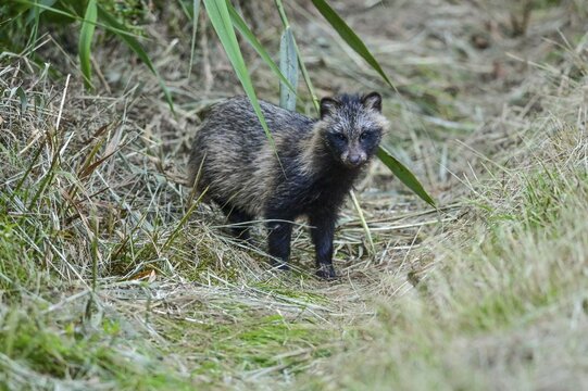 Raccoon dog (Nyctereutes procyonoides), Ahlhorn, Lower Saxony, Germany
