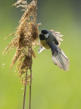 Great tit (Parus major) foraging for seeds on reeds (Phragmites australis), Lower Saxony, Germany