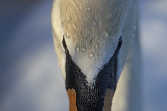 Mute swan (Cygnus olor) adult bird close up head portrait, Suffolk, England, United Kingdom