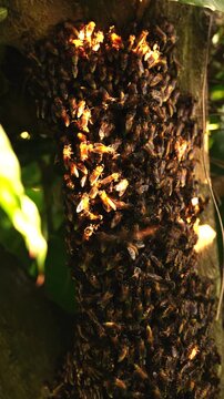 Close-up of wild honey bee swarm clustering on tree branch. Natural wildlife concept of honeybee colony creating a hive in forest habitat background.
