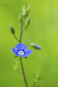 Gamander speedwell (Veronica chamaedrys), Holy Blood, Carinthia, Austria