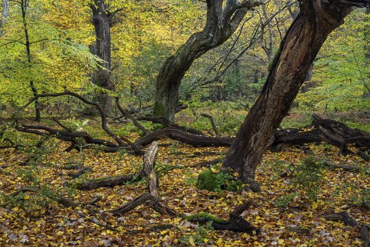Old, gnarled trees in the Urwald Baumweg nature reserve in autumn, Hudewald, Emstek, Lower Saxony, Germany