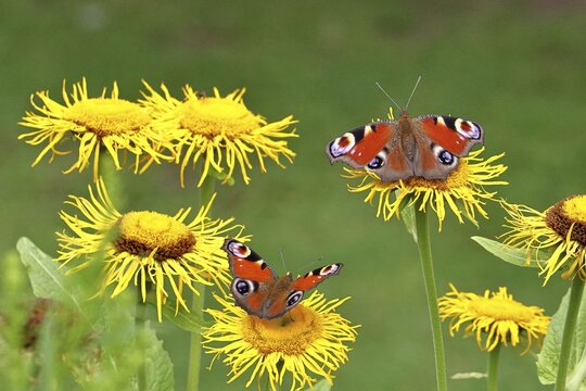 Peacock butterfly (Aglais io), two butterflies on yellow flowers of a Great Telekie (Telekia speciosa), macro photograph, Wilnsdorf, North Rhine-Westphalia, Germany