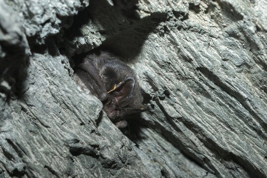 Barbastella Barbastellus, Barbastelle bat, pug bat, bat, chiroptera, bats, mammals, mammals, winter sleep, hibernation