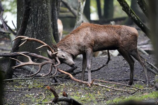 Red deer (Cervus elaphus), deer sweeping during the rut, captive