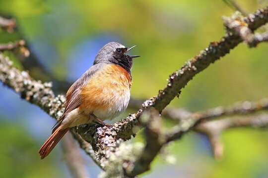 Common redstart (Phoenicurus phoenicurus) , Male sings, Wetzlar, Hesse