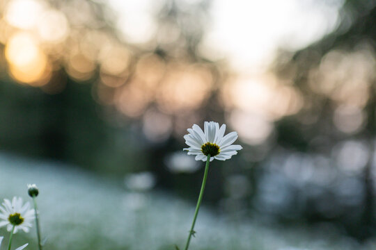 Daisies blooming in vast Numbers