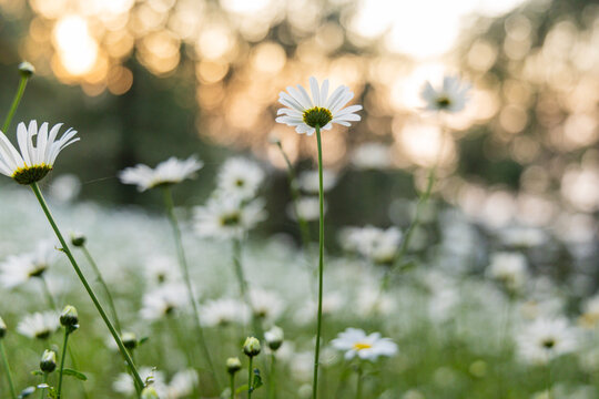 Daisies blooming in vast Numbers