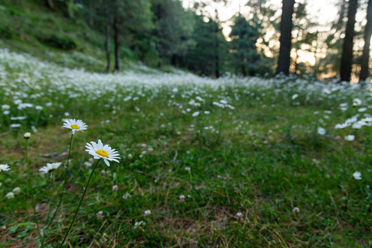 Daisies blooming in vast Numbers