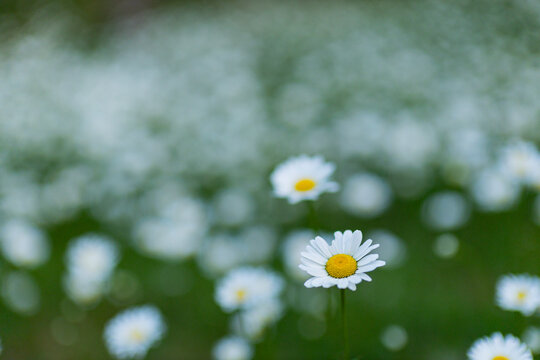 Daisies blooming in vast Numbers