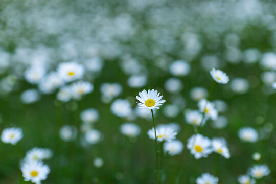 Daisies blooming in vast Numbers