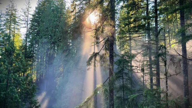 Sun rays streaming through misty pine forest at Lynn Canyon in Vancouver, golden sunlight beams filtering through tall evergreen trees and morning fog.