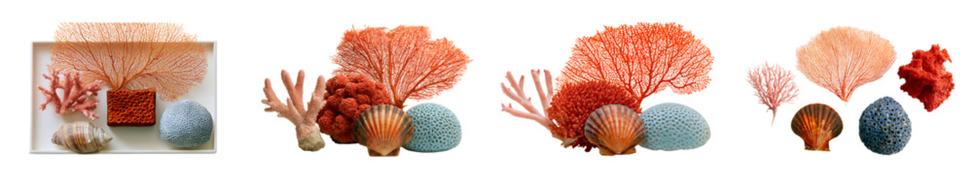 Arrangement of sea fans, corals, and shells isolated on transparent background