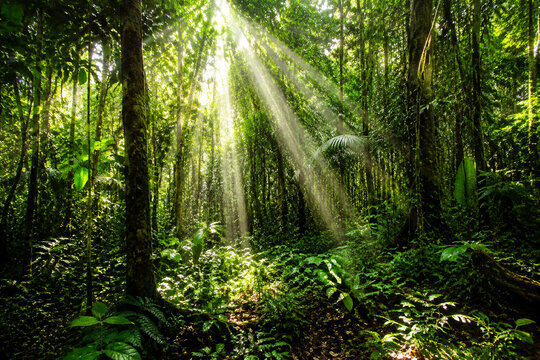 Dense rainforest canopy at noon, sharp beams of sunlight piercing through, casting light and shadow patterns.