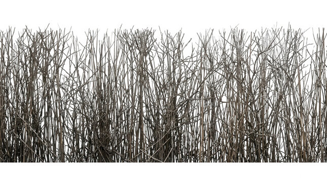 Siepe spoglia invernale isolata su sfondo bianco