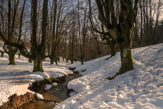 Winter landscape of the Otzarreta beech forest covered in snow with a small stream flowing through the iconic pollard trees in Gorbea Natural Park