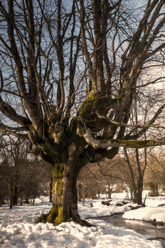 Winter landscape of the Otzarreta beech forest covered in snow with a small stream flowing through the iconic pollard trees in Gorbea Natural Park