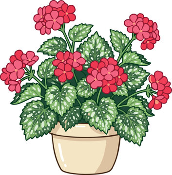 Begonia flowering plant in pot indoor botanical illustration