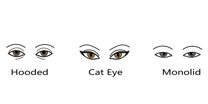 Different eye shapes chart vector illustration featuring hooded cat eye and monolid types for facial makeup cosmetic beauty salon guide