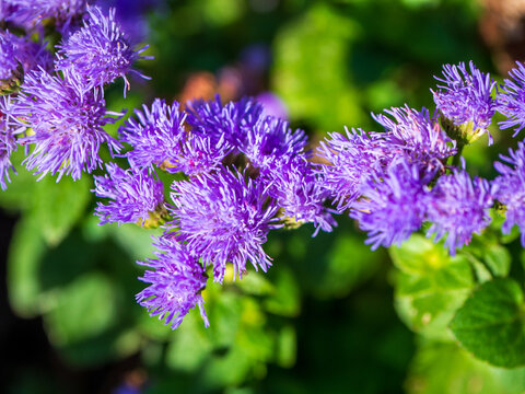 Close-up of vivid purple floss flowers (Ageratum houstonianum) blooming in sunlight, highlighting fluffy flower clusters, fine floral texture and colorful ornamental garden planting.