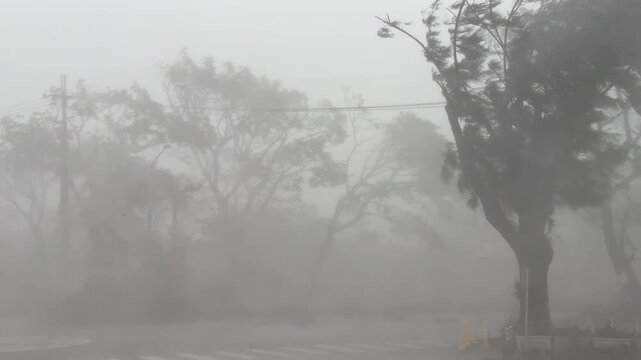 Trees Battered By Extreme Winds And Heavy Rain As Hurricane Hits