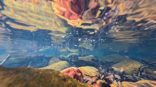 Submerging Camera into a Shallow Forest Creek Revealing Riverbed Stones