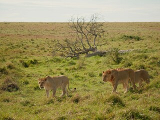 Lion pride walking across green Kenyan grassland © Brad Devine