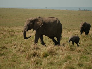 Elephant and calf crossing Kenyan grassland © Brad Devine